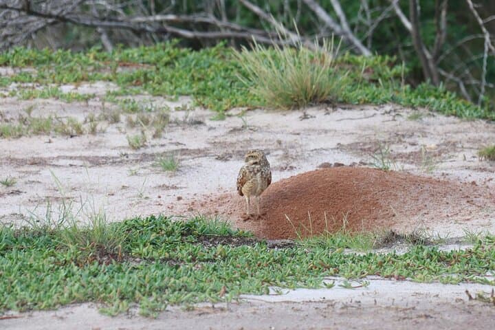 Spanish Lagoon Mangrove Trail: Aruba Bird-Watching & Historic Gold Ruins Walk photo 3