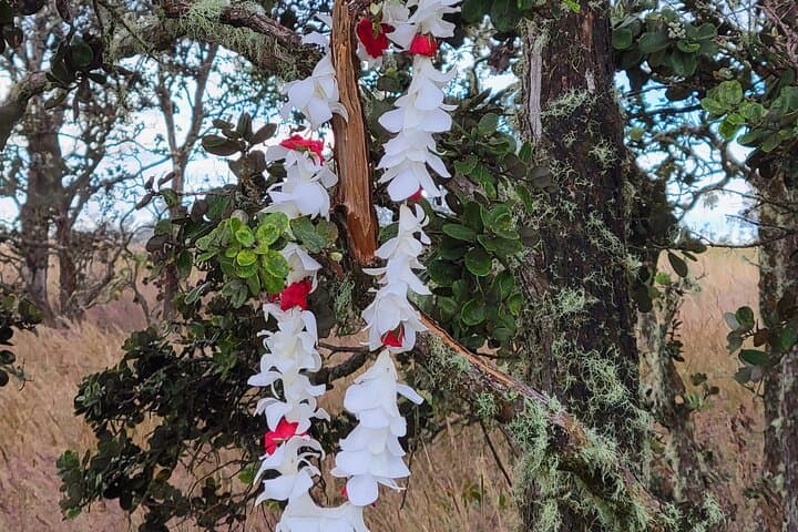 Hilo to Volcano National Park Day Tour — Rainbow Falls, Pele’s Pathway & Local Flavors photo 2