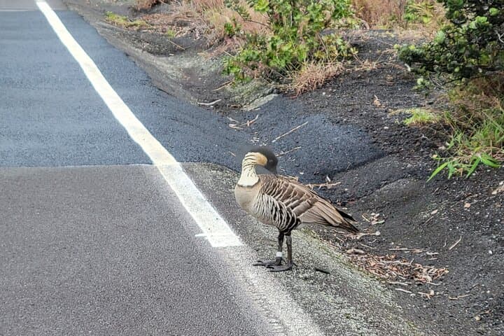 Hilo to Volcano National Park Day Tour — Rainbow Falls, Pele’s Pathway & Local Flavors photo 3