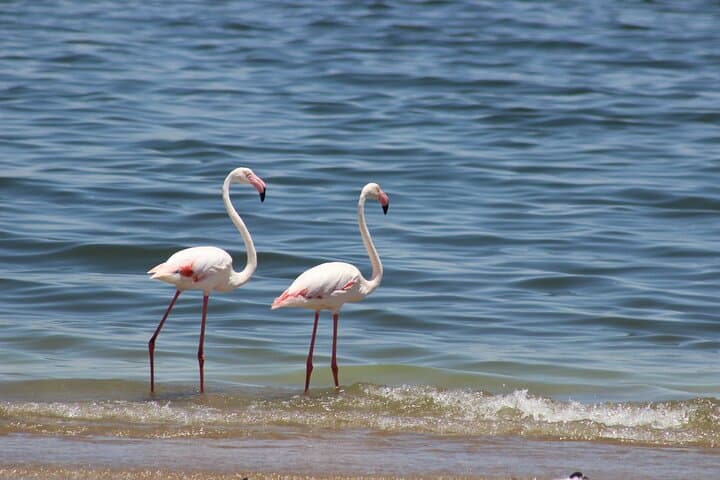 Sandwich Harbour Half-Day 4x4 Scenic Excursion from Walvis Bay photo 3