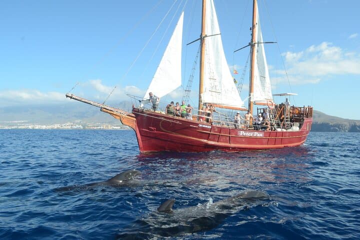 Schooner Whale and Dolphin Watching from Los Cristianos