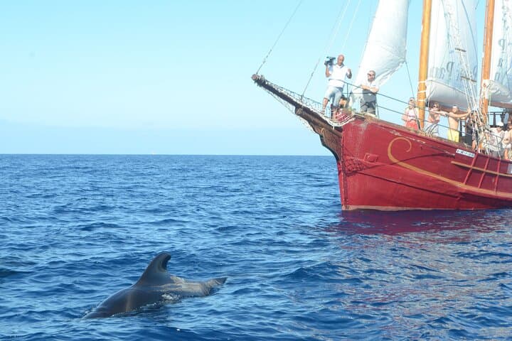 Schooner Whale and Dolphin Watching from Los Cristianos photo 3