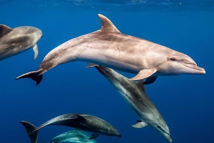 Zanzibar Private Dolphin & East Coast Highlights — Mnemba, Kuza Cave, Paje, The Rock & Jozani photo 6