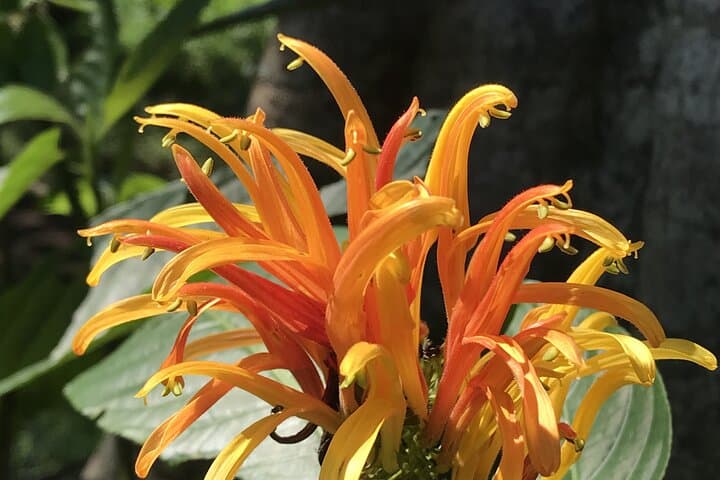3-Day Private Nature & Adventure Tour: Estelí, Miraflor & Somoto Canyon photo 6