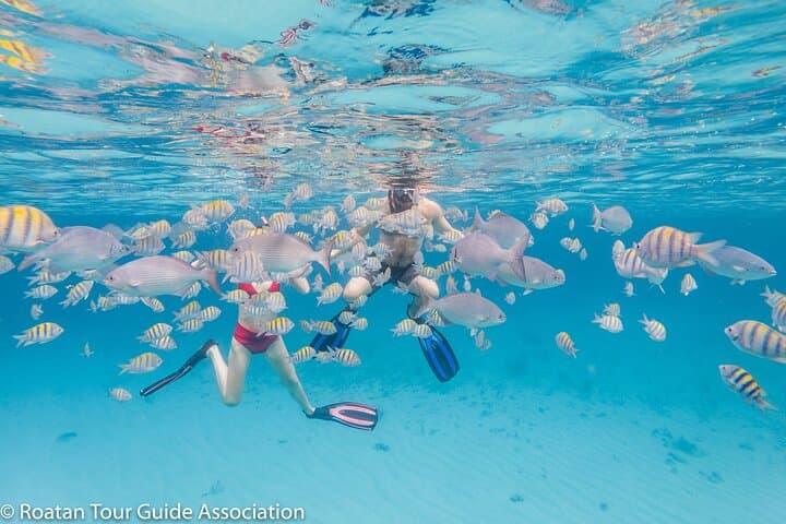 West Bay Guided Snorkel: Shore-Entry Access to Roatán’s Barrier Reef
