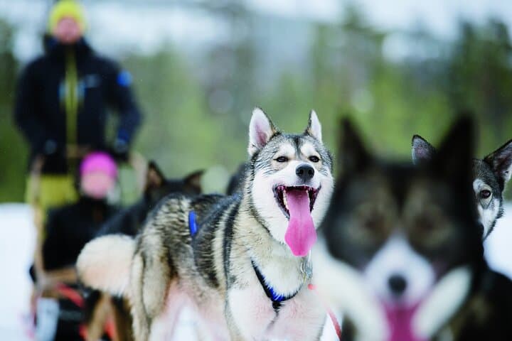Husky Safari from Levi: 2km & 5km Husky Sledge Rides in Lapland photo 2