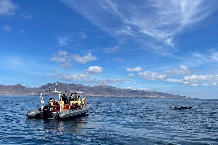 Fuerteventura Dolphin and Whale Watching with Snorkeling — 2-Hour Speedboat Tour