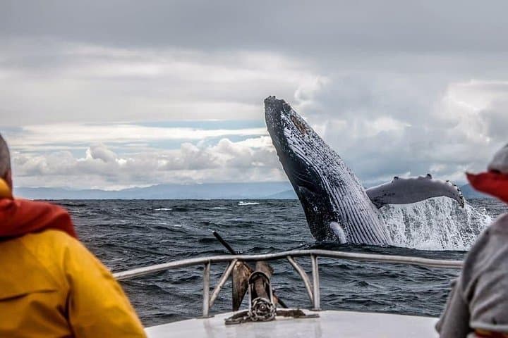 Mirissa Whale Watching: Blue Whales and Dolphin Safaris from Colombo photo 3