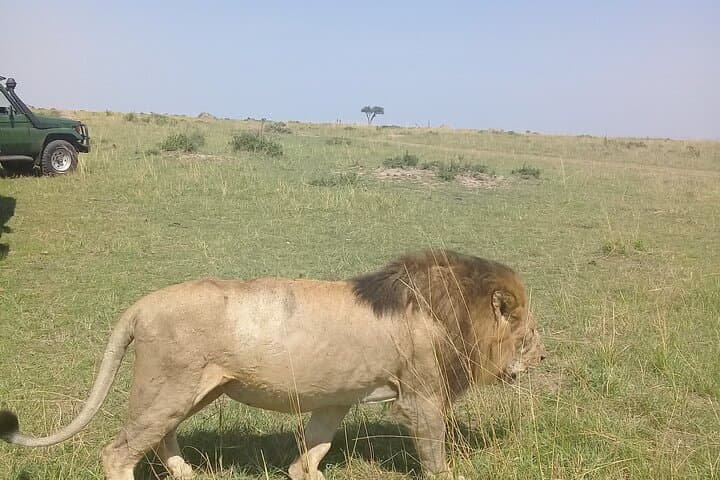 7-Day Private Safari From Nairobi: 4-Star Lodges & LandCruiser Game Drives photo 2