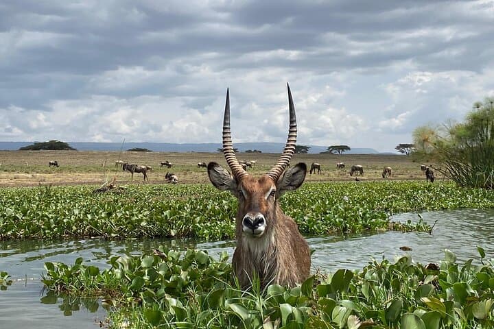 7-Day Private Safari From Nairobi: 4-Star Lodges & LandCruiser Game Drives photo 3