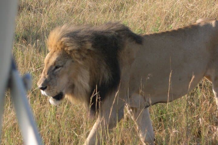 7-Day Private Safari From Nairobi: 4-Star Lodges & LandCruiser Game Drives photo 4