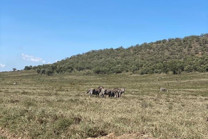 7-Day Private Safari From Nairobi: 4-Star Lodges & LandCruiser Game Drives photo 6