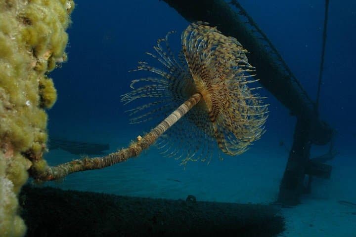 Guided Boat and Shore Dives from Nea Makri: Wrecks, Walls & Caverns in the Evoikos Gulf photo 2