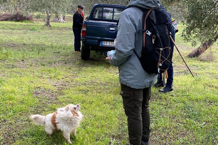 Matera Olive Groves and Cialledda: Hands-On Food & Wine Lab photo 2