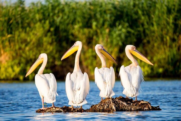 Two-Day Danube Delta Private Tour from Bucharest — Birds, Boats & the Black Sea Coast