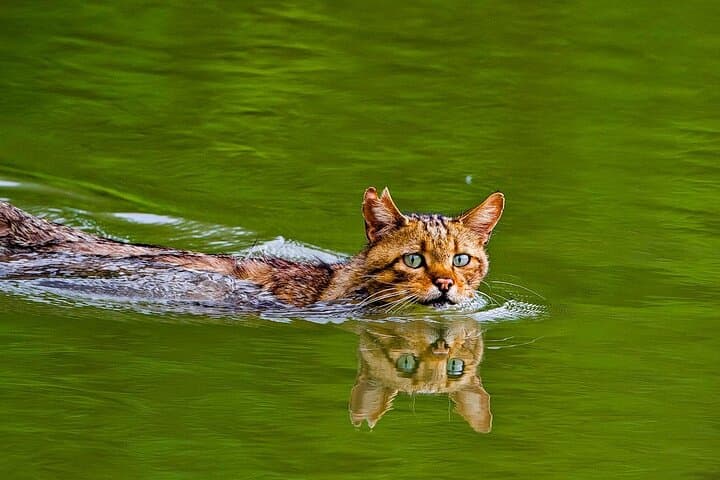 Two-Day Danube Delta Private Tour from Bucharest — Birds, Boats & the Black Sea Coast photo 2