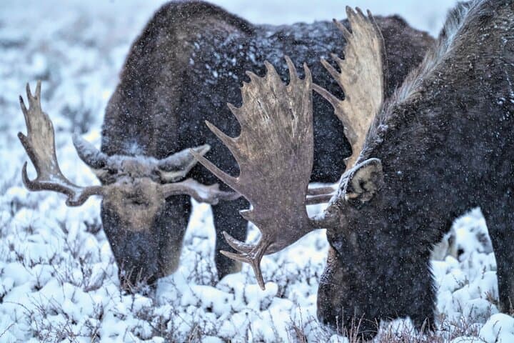 Jackson Winter Wildlife Safari: Elk Refuge Sleigh Ride & Igloo Dinner