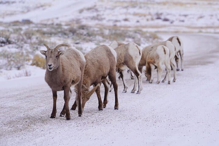 Jackson Winter Wildlife Safari: Elk Refuge Sleigh Ride & Igloo Dinner photo 3