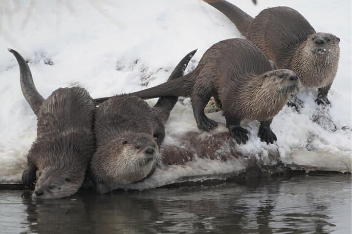 Jackson Winter Wildlife Safari: Elk Refuge Sleigh Ride & Igloo Dinner photo 6