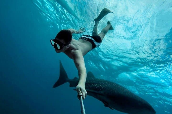 Swim with Whale Sharks from Playa del Carmen — Caribbean Day Trip to Isla Contoy photo 1