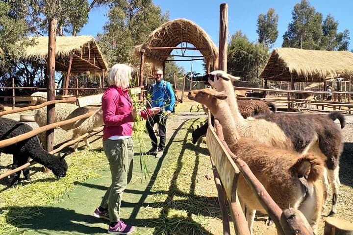 Cusco City Sightseeing: Qorikancha, Sacsayhuamán & Andean Highlights photo 5