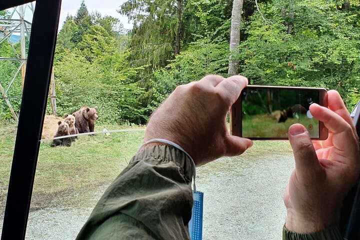 Watch Wild Brown Bears near Poienari and Vidraru: Full-Day Private Carpathian Garden Tour