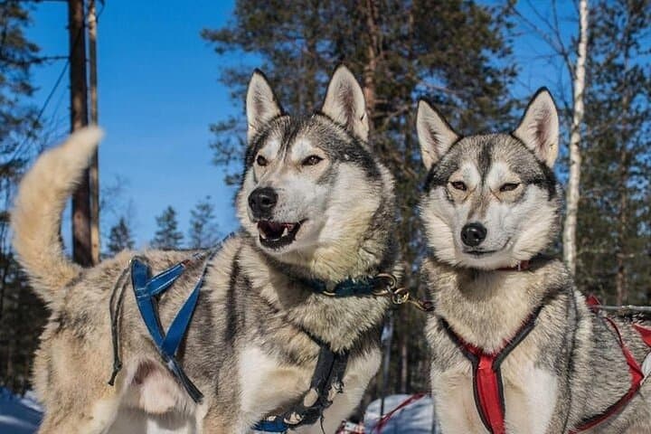 5km Husky Sled Ride from Levi — Lapland Husky Safari Experience photo 2