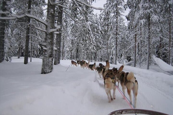5km Husky Sled Ride from Levi — Lapland Husky Safari Experience photo 4