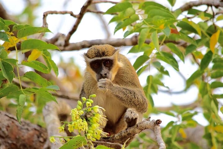 Two-Day Private Explore: Volta Region — Hike Afadjato & Wli Falls photo 5