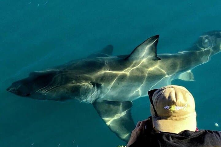 Shark Cage Diving in Gansbaai: Up-Close Encounters with Bronze Sharks and Occasional Great Whites photo 1