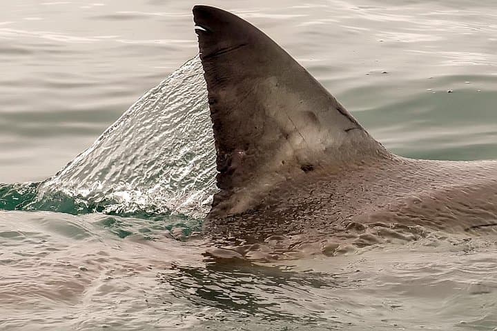 Shark Cage Diving in Gansbaai: Up-Close Encounters with Bronze Sharks and Occasional Great Whites photo 2