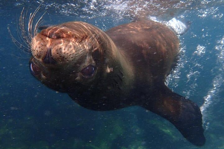 4 Days Galapagos Extreme: Sea Lions, Tortoises & Snorkel Adventures from Puerto Ayora photo 2