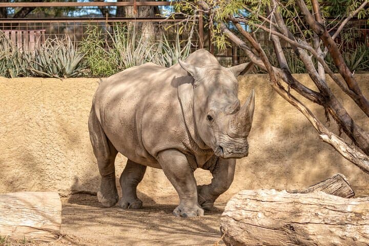 Explore Phoenix Zoo: One-Day Wild Adventure in Papago Park photo 4
