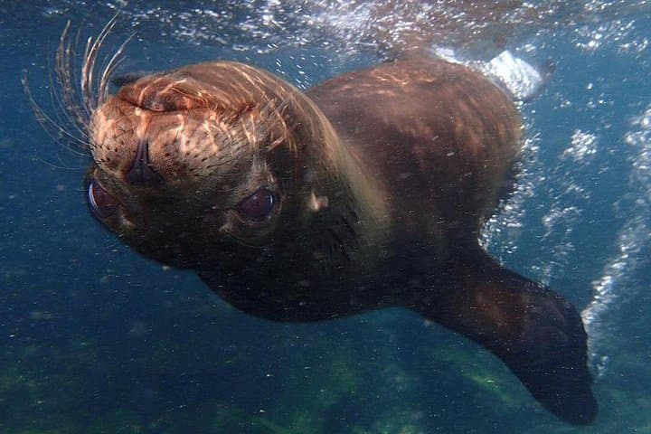 4-Day Galapagos Total Experiences: Isabela & Santa Cruz Wildlife and Snorkel Tour photo 2