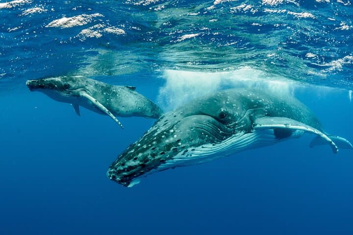Swim with Humpback Whales in Moorea — Responsible Half-Day Encounter photo 2