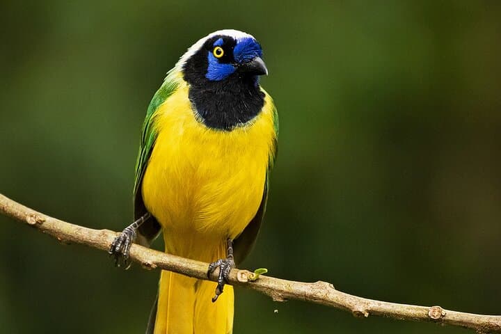 Explore Ecuador’s Rio Quijos Valley: Hummingbirds, Andean Bears & Cloud Forests photo 2