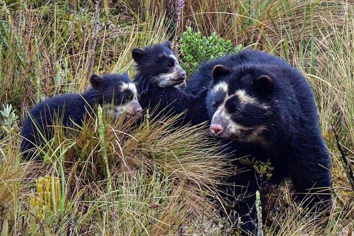 Explore Ecuador’s Rio Quijos Valley: Hummingbirds, Andean Bears & Cloud Forests photo 3