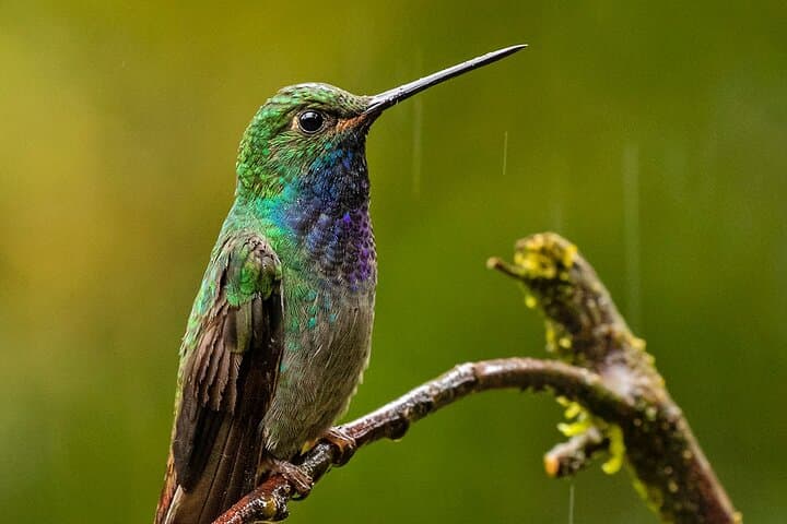 Explore Ecuador’s Rio Quijos Valley: Hummingbirds, Andean Bears & Cloud Forests photo 4