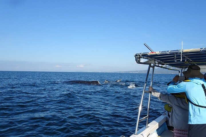 Puerto Vallarta Whale Watching with Marine Biologists: Hydrophones, Humpbacks, and Banderas Bay photo 2