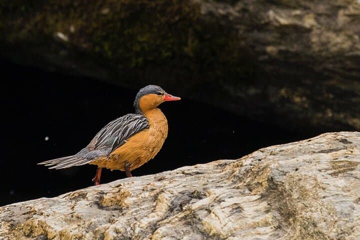 Explore Ecuador’s Rio Quijos Valley: Hummingbirds, Andean Bears & Cloud Forests photo 6