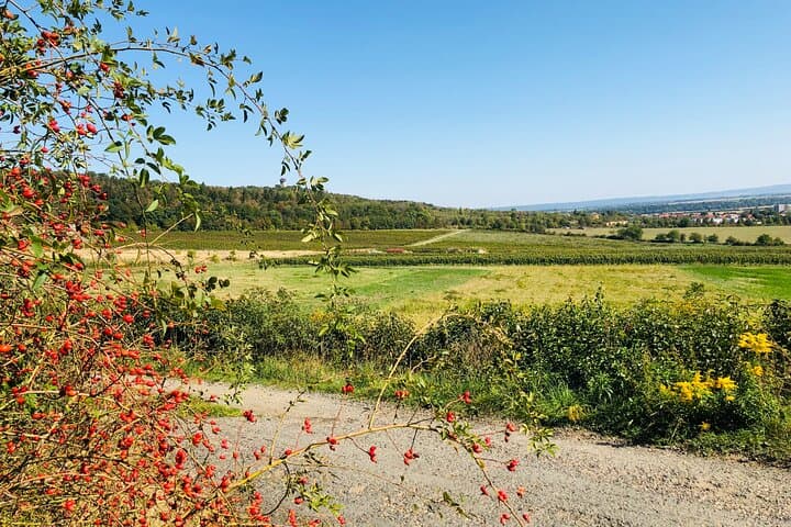 Kutna Hora UNESCO Private Wine Experience — Biodynamic Winery, Cellar Tour & Ossuary photo 2