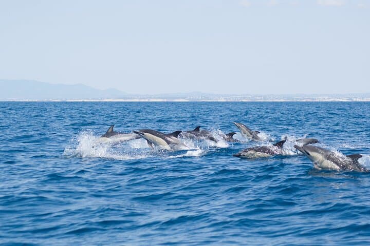 Portimão Dolphin Watching with Marine Biologist — 2.5-Hour Conservation Boat Tour photo 2