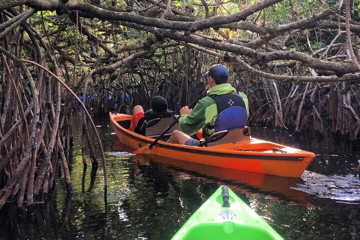 Everglades Kayak Safari: 2-Hour Mangrove Tunnel Adventure from Naples photo 3