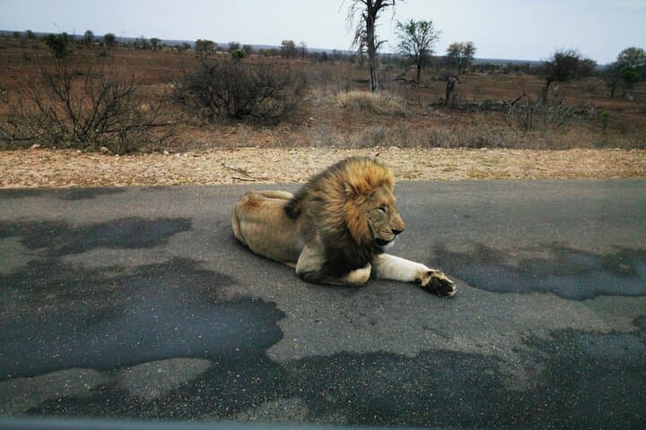 Three-Day Private Kruger Game Drive — Big Five, Wild Dogs & River-Facing Lodging
