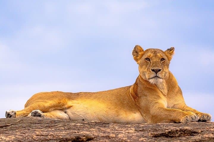 3-Day Maasai Mara Private Safari: Big Cats, Wildebeest & Private Game Drives photo 1