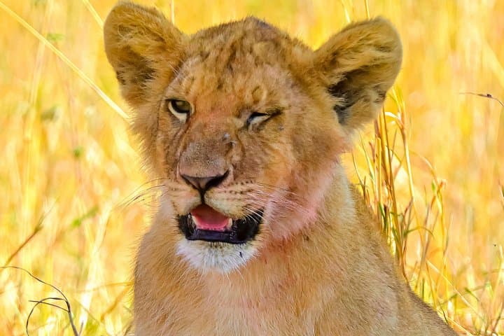 3-Day Maasai Mara Private Safari: Big Cats, Wildebeest & Private Game Drives photo 2