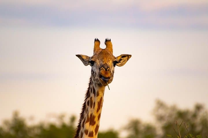 3-Day Maasai Mara Private Safari: Big Cats, Wildebeest & Private Game Drives photo 3