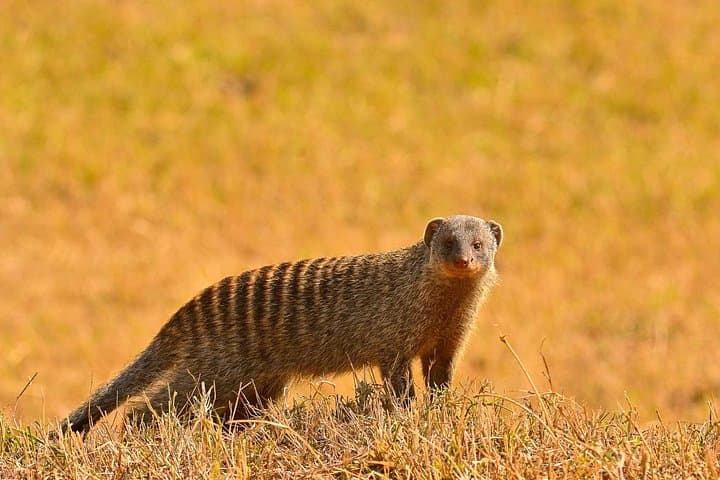 3-Day Maasai Mara Private Safari: Big Cats, Wildebeest & Private Game Drives photo 4