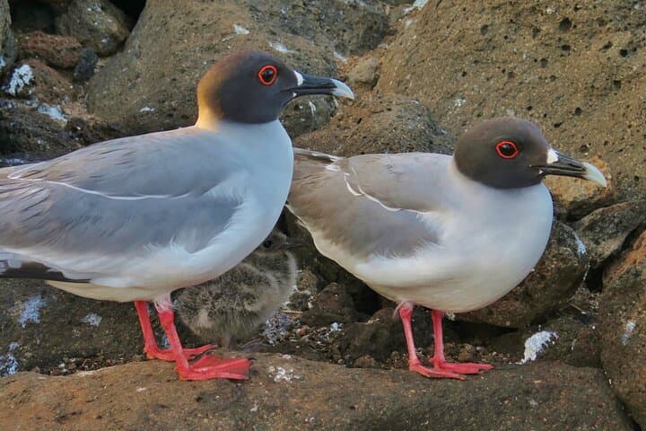 San Cristobal Day Tour: Private Land & Snorkel Excursion to Kicker Rock photo 4