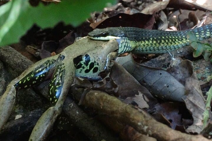 Daintree Jungle Trek from Cape Tribulation: Small-Group Old-Growth Rainforest Walk photo 5